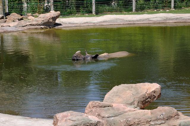 min 2013 07 06 beauval 257